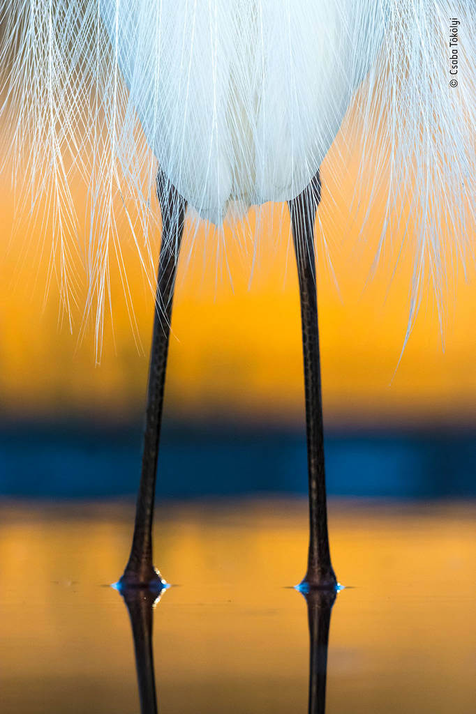 Wildlife Photographer of the Year 2019 Finalistlerini Açıkladı! 21 wildlife photographer of the year lumix peoples choice awards 2019 finalists 11 5dee1c6cd145d 880