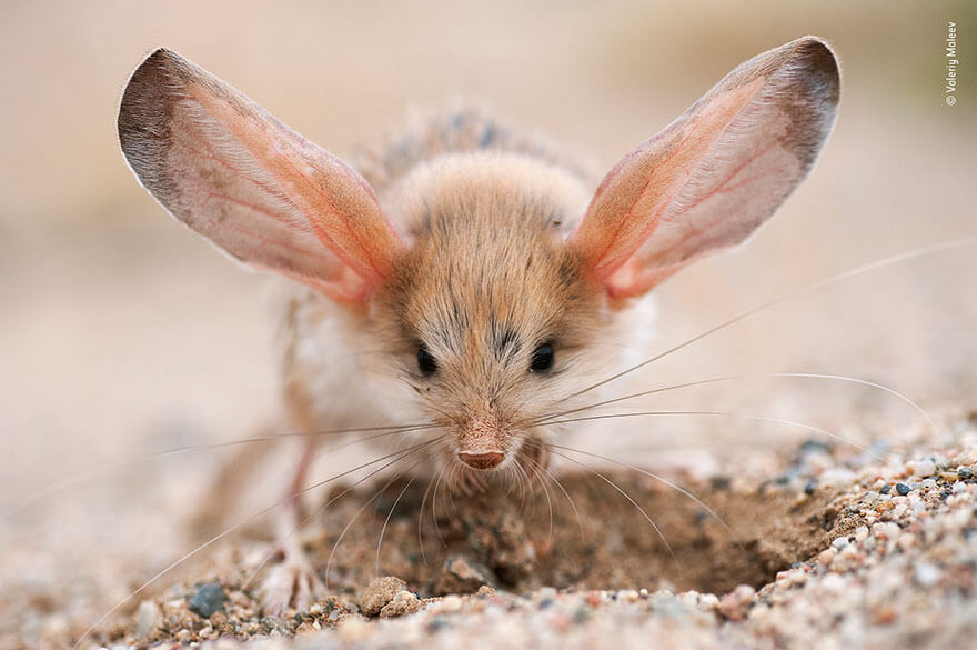 Wildlife Photographer of the Year 2019 Finalistlerini Açıkladı! 22 wildlife photographer of the year lumix peoples choice awards 2019 finalists 19 5dee1c7b87b6d 880