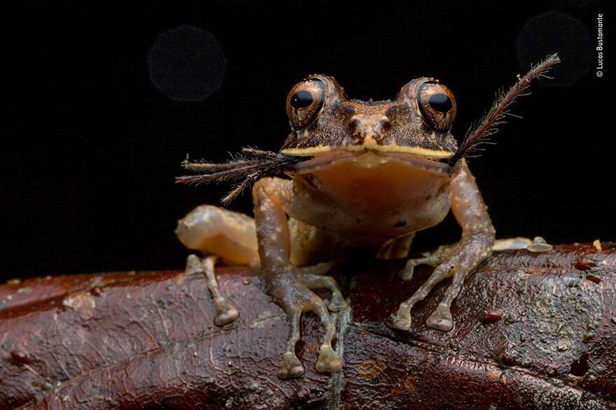 Wildlife Photographer of the Year 2019 Finalistlerini Açıkladı! 17 wildlife photographer of the year lumix peoples choice awards 2019 finalists 2 5dee1c5d4f50d 880