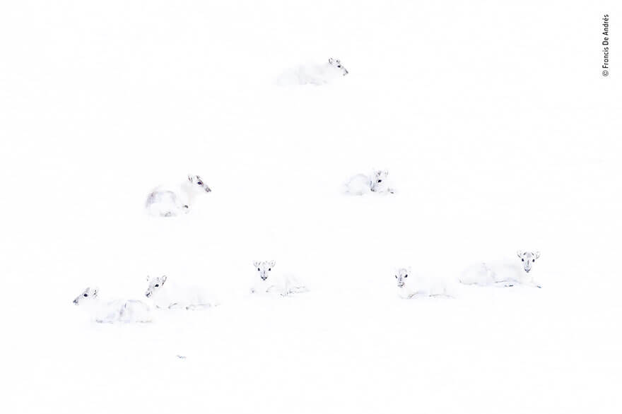 Wildlife Photographer of the Year 2019 Finalistlerini Açıkladı! 23 wildlife photographer of the year lumix peoples choice awards 2019 finalists 21 5dee1c7e968a5 880