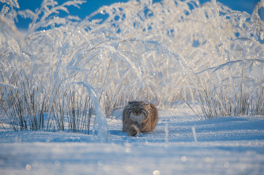 Wildlife Photographer of the Year 2019 Finalistlerini Açıkladı! 25 wildlife photographer of the year lumix peoples choice awards 2019 finalists 25 5dee1c8505ec0 880