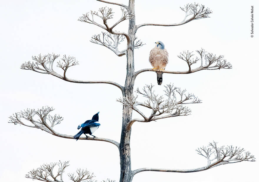 Wildlife Photographer of the Year 2019 Finalistlerini Açıkladı! 18 wildlife photographer of the year lumix peoples choice awards 2019 finalists 5 5dee1c6235fa2 880