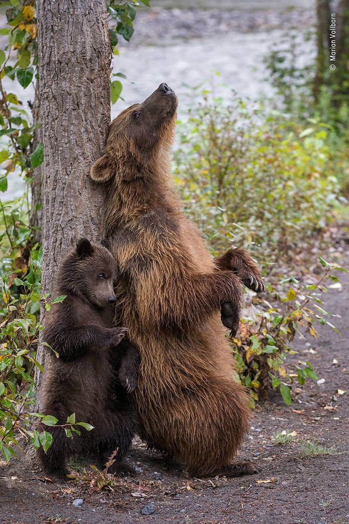 Wildlife Photographer of the Year 2019 Finalistlerini Açıkladı! 19 wildlife photographer of the year lumix peoples choice awards 2019 finalists 7 5dee1c657078c 880
