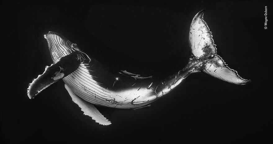 Wildlife Photographer of the Year 2019 Finalistlerini Açıkladı! 20 wildlife photographer of the year lumix peoples choice awards 2019 finalists 9 5dee1c6972250 880
