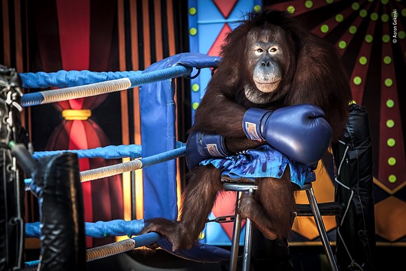 Wildlife Photographer of the Year 2019 Finalistlerini Açıkladı! 2 © Aaron Gekoski Wildlife Photographer of the Year