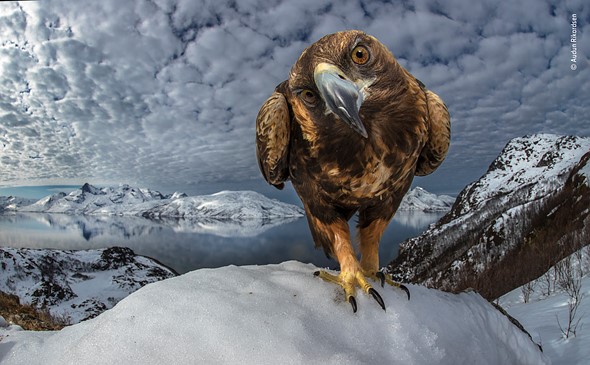 Wildlife Photographer of the Year 2019 Finalistlerini Açıkladı! 4 © Audun Rikardsen Wildlife Photographer of the Year