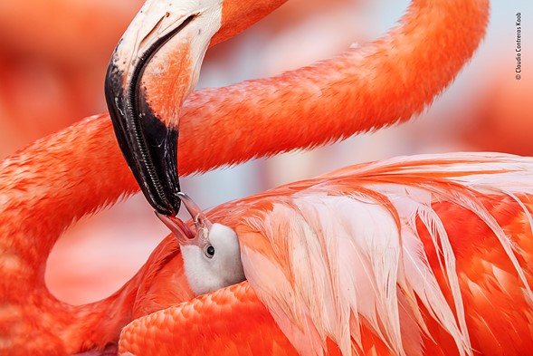 Wildlife Photographer of the Year 2019 Finalistlerini Açıkladı! 5 © Claudio Contreras Koob Wildlife Photographer of the Year