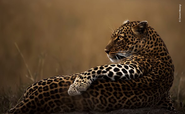 Wildlife Photographer of the Year 2019 Finalistlerini Açıkladı! 6 © Clement Mwangi Wildlife Photographer of the Year