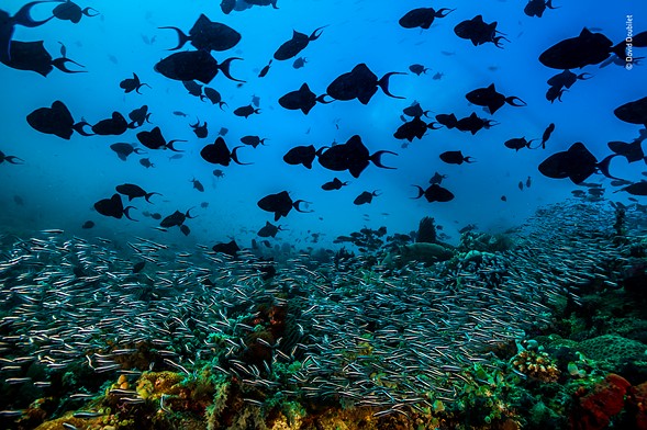 Wildlife Photographer of the Year 2019 Finalistlerini Açıkladı! 7 © David Doubilet Wildlife Photographer of the Year