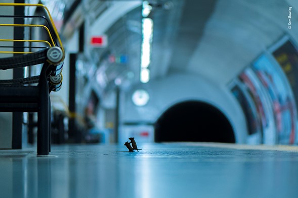 Wildlife Photographer of the Year 2019 Finalistlerini Açıkladı! 13 © Sam Rowley Wildlife Photographer of the Year