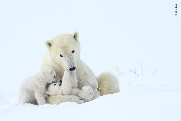 Wildlife Photographer of the Year 2019 Finalistlerini Açıkladı! 15 © Steve Levi Wildlife Photographer of the Year