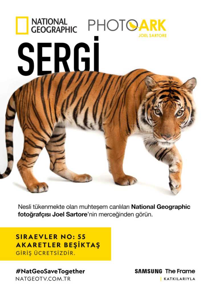 National Geographic Sergisi Photo Ark 2 1582011156 PhotoArk Posters tiger final scaled e1582021931576