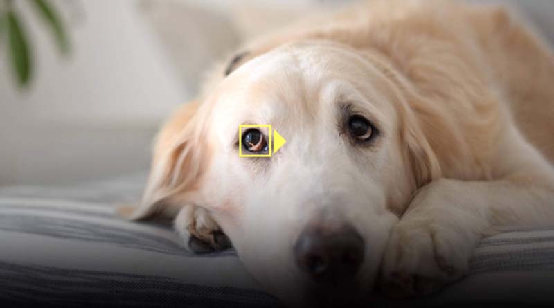 nikon animaleyeaf