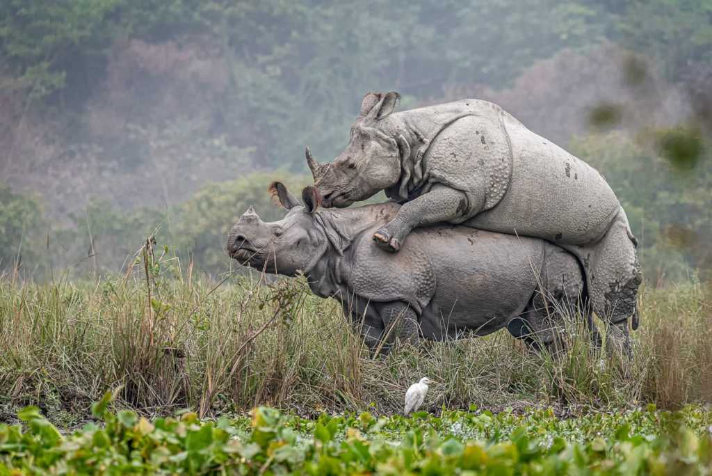 3618d90f98cefa81334f798dff2dabc3.Rhino20Mating203