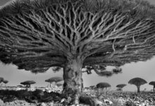 Beth Moon, Antik Ağaçlar: Zaman Portreleri 15 beth moon ancient trees 11