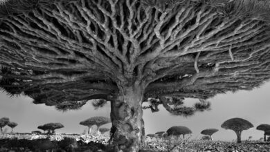 Beth Moon, Antik Ağaçlar: Zaman Portreleri 1 beth moon ancient trees 11