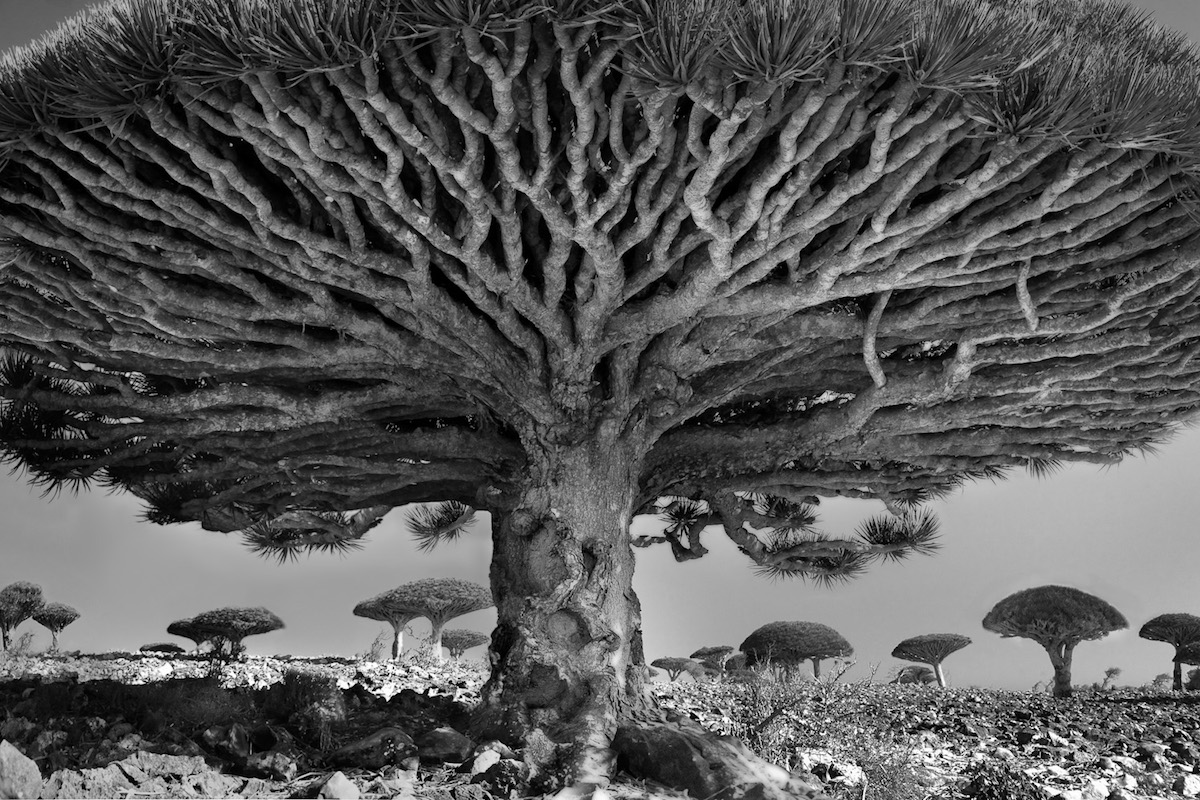 beth moon ancient trees 11