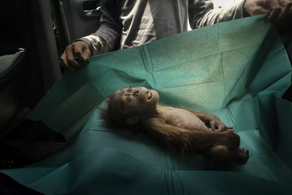 World Press Photo 2020 Kazananları 8 1041868833 0 0 3072