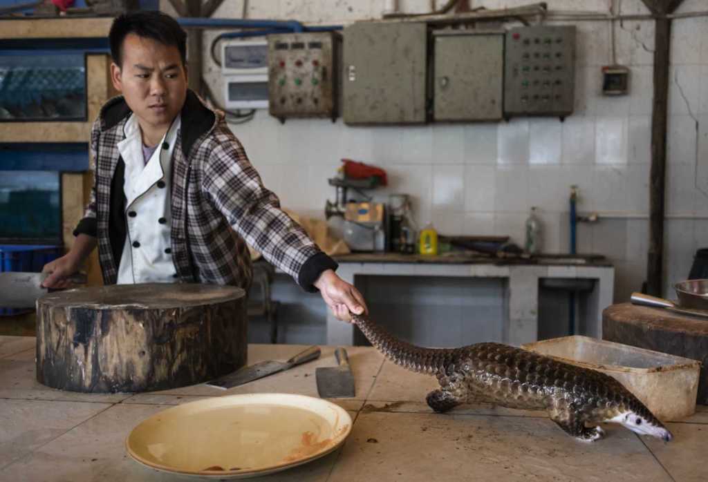2020 World Press Photo Kazananları 11 108 Brent Stirton Getty Images for National Geographic scaled