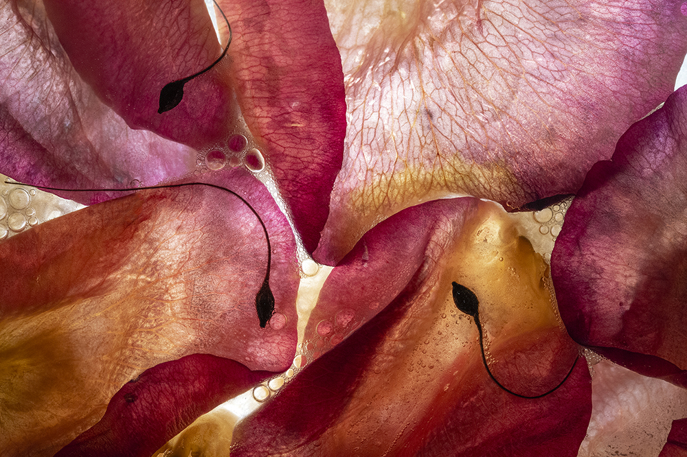 6. Fine Art Photography Kazananları! 90 15790098710gu3dstrgar kurecic floating garden