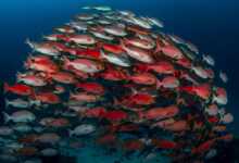 Su Altında Fotoğraf Çekmek header