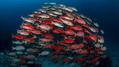 Su Altında Fotoğraf Çekmek header