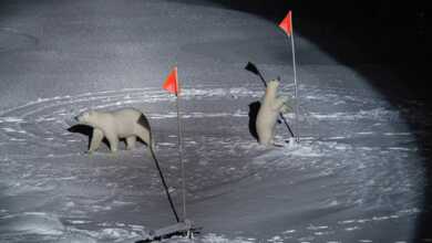 World Press Photo 2020 Kazananları 8 world press photo 2020 header