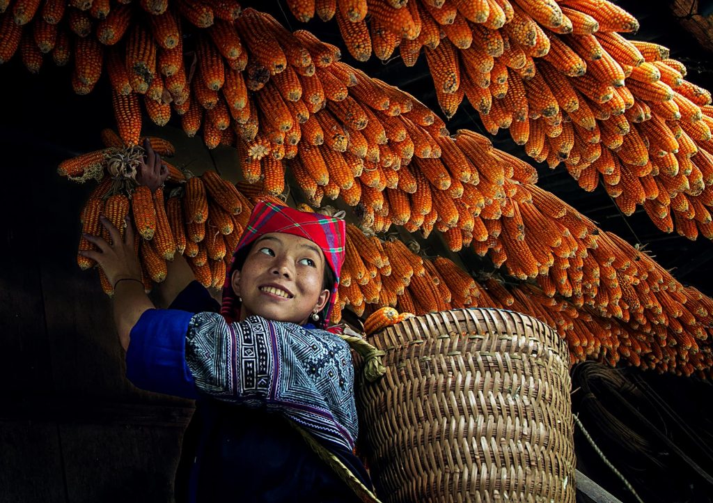 02 NguyenlinhvinhQuoc VN Dry corn IMG 2 2 99701201382 2