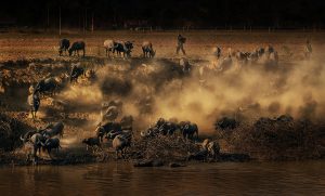 03 NguyenlinhvinhQuoc VN Herd of buffaloes go home IMG 2 2 99701201382 3