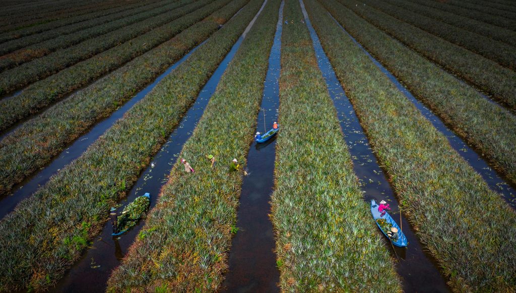 Cau Duc pineapple harvest IMG 2 2 99856931489 2