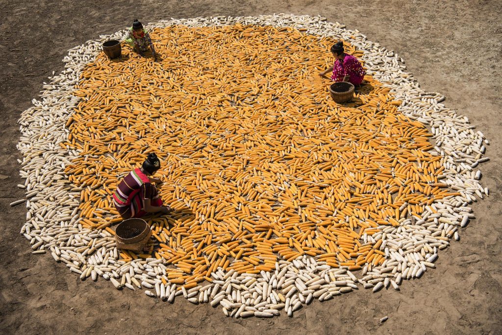 Drying corn in the sun IMG 2 2 99381488641 2