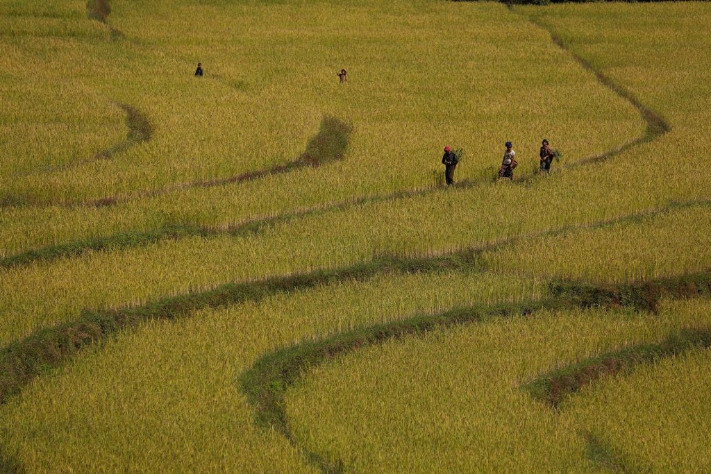 Rice Field IMG 2 2 99495437241 4