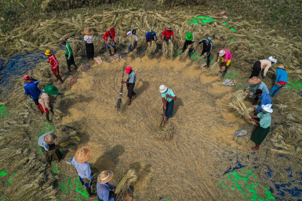 Rice Paddy IMG 2 2 99495437241 1