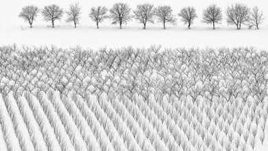 Adana Rotary Kulübü 17. Uluslararası Fotoğraf Yarışması 7 adana rotary 16 header