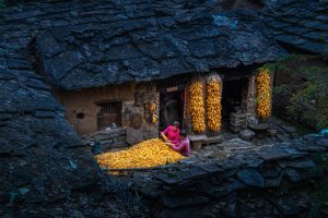 harvest season IMG 2 2 99411772551 1