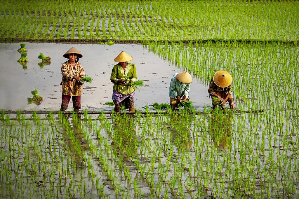 rice planting women IMG 2 2 58144154530 3