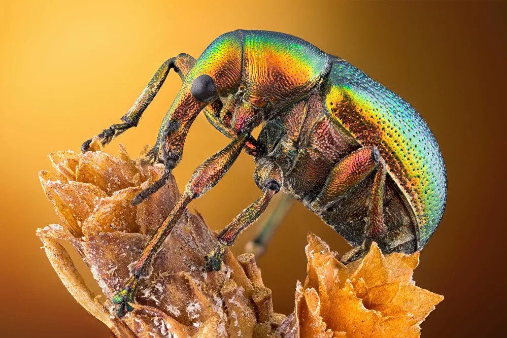 2020 Nikon Small World Competition 3 00f712ad6db3