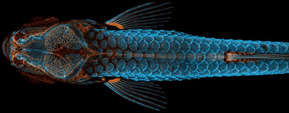 2020 Nikon Small World Competition 5 4790ab040ca8