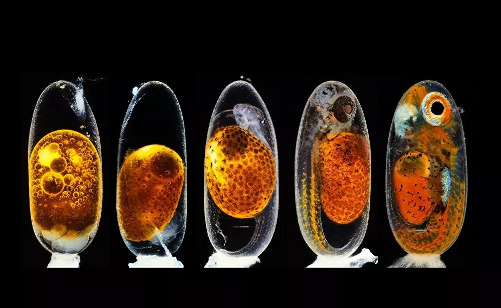2020 Nikon Small World Competition 4 a8e5f65f5c5a
