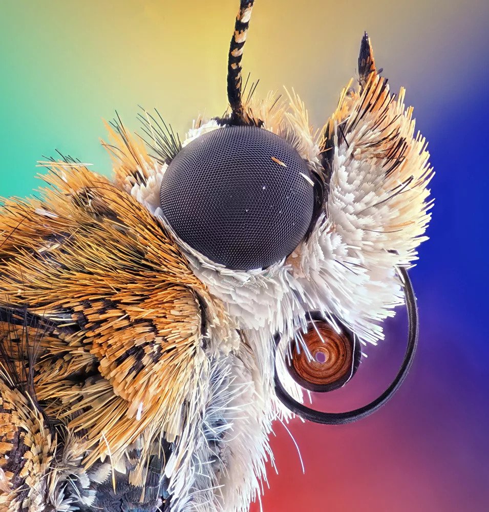 2020 Nikon Small World Competition 8 ba15f5a88f0b