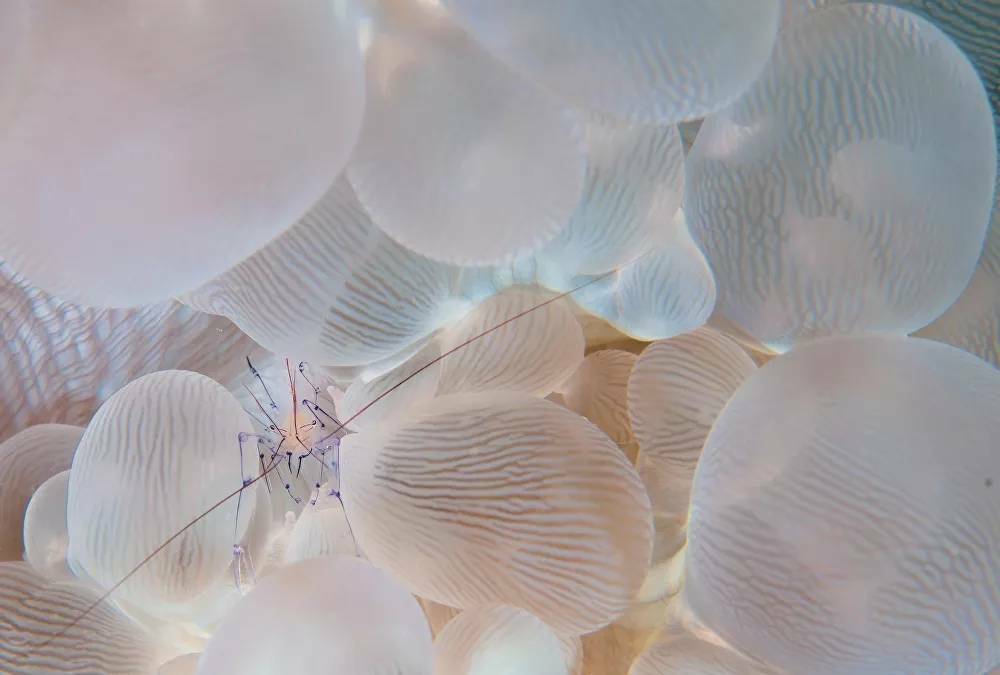 International Photography Awards (IPA) 2020 5 1043116135 0 0 3030