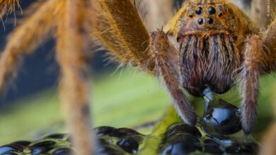 Wildlife Photographer of the Year 2020 10 3efa8382 8811 4da1 9927 571699a83cfd