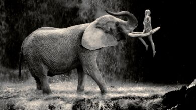 ND Awards 2020 5 nd awards 2020 header