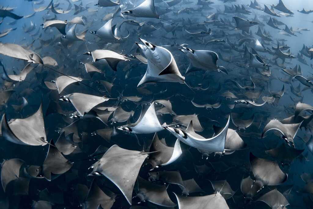 2020 Ocean Photographer of the Year Awards 2 1. WINNER Nadia Aly