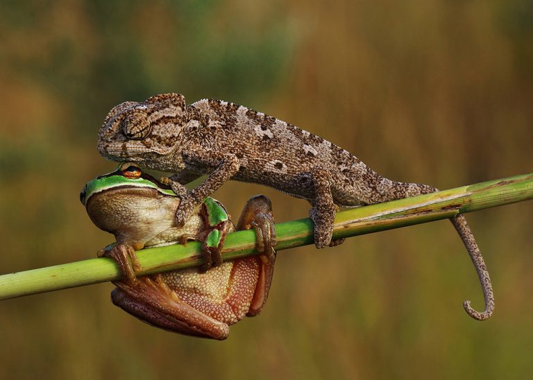 Makro Fotoğrafçılık 11 17 768x548 1
