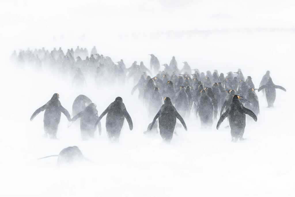 2020 Ocean Photographer of the Year Awards 4 1st Ben Cranke 2