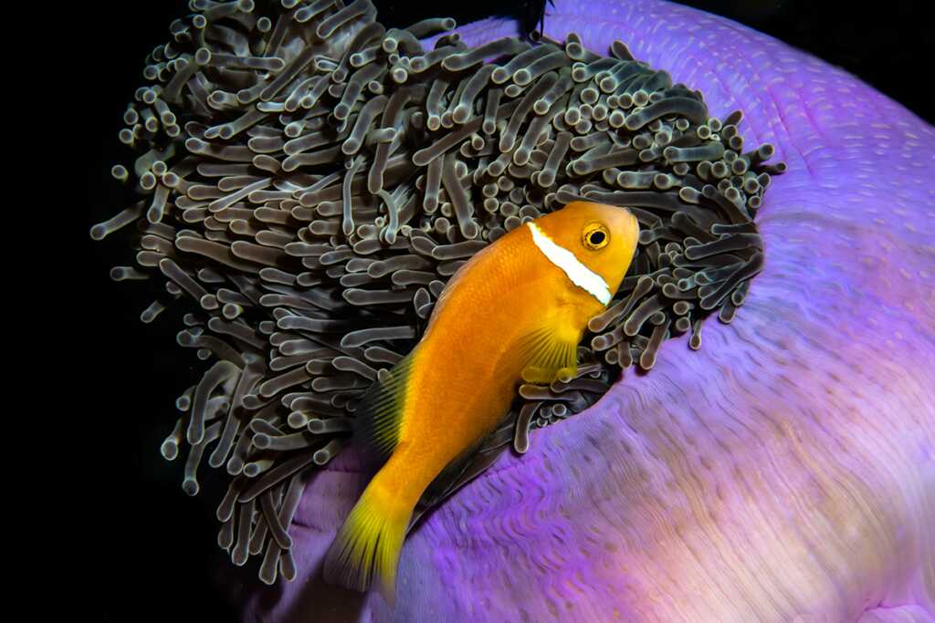 2020 Ocean Photographer of the Year Awards 3 1st c Cruz Erdmann