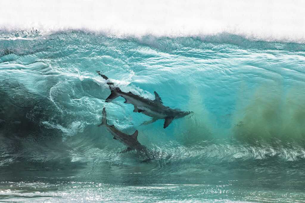 2020 Ocean Photographer of the Year Awards 9 2nd Sean Scott c