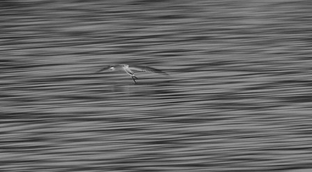 2020 Ocean Photographer of the Year Awards 14 2nd c Ben Cammarata