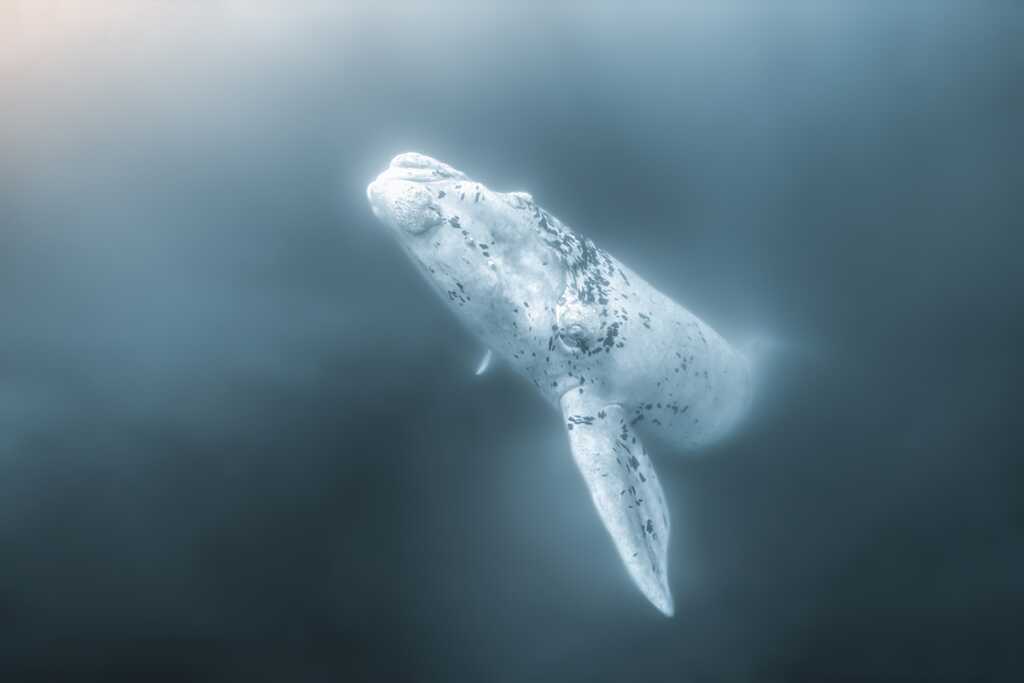 2020 Ocean Photographer of the Year Awards 10 3. THIRD Magnus Lundborg 2